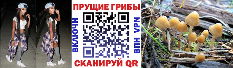 купить наркотик  Будённовск  Псилоцибиновые грибы Psilocybe 